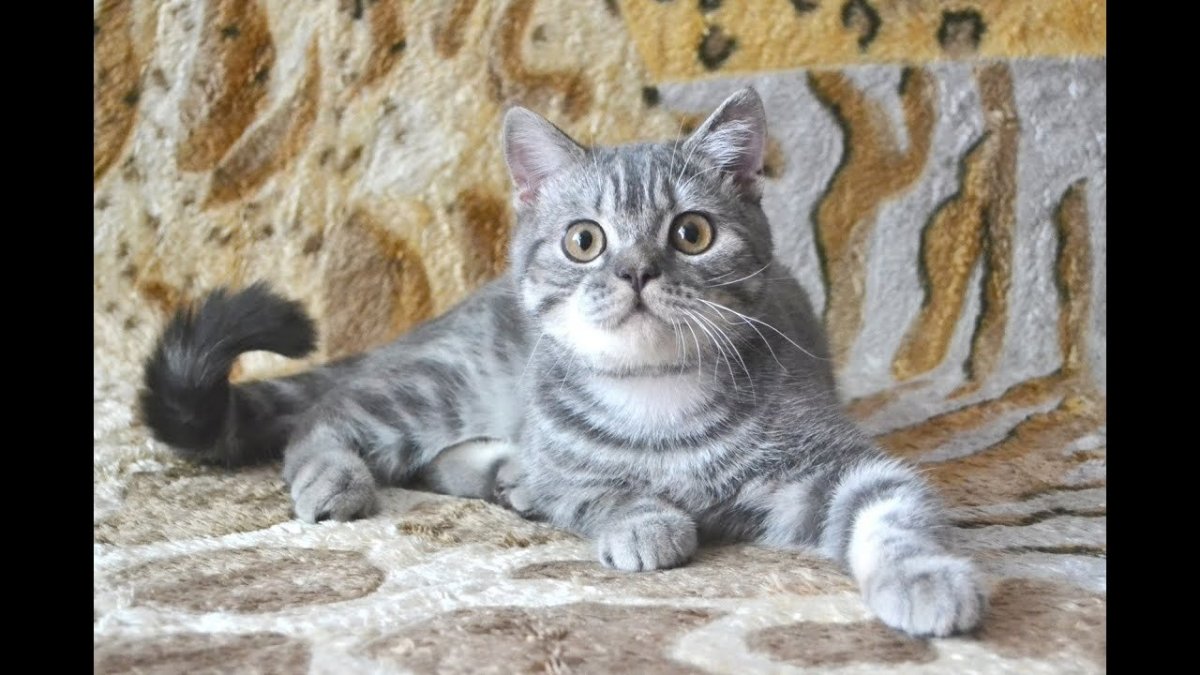 Котята вискас британцы