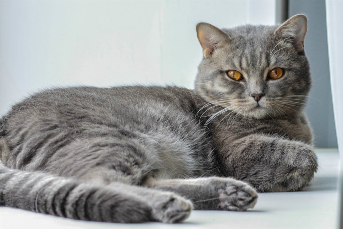 Шотландский котенок прямоухий полосатый