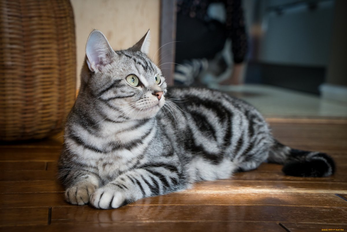 Бурмилла табби