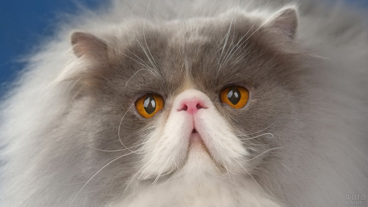 Персидская кошка экстремал серая