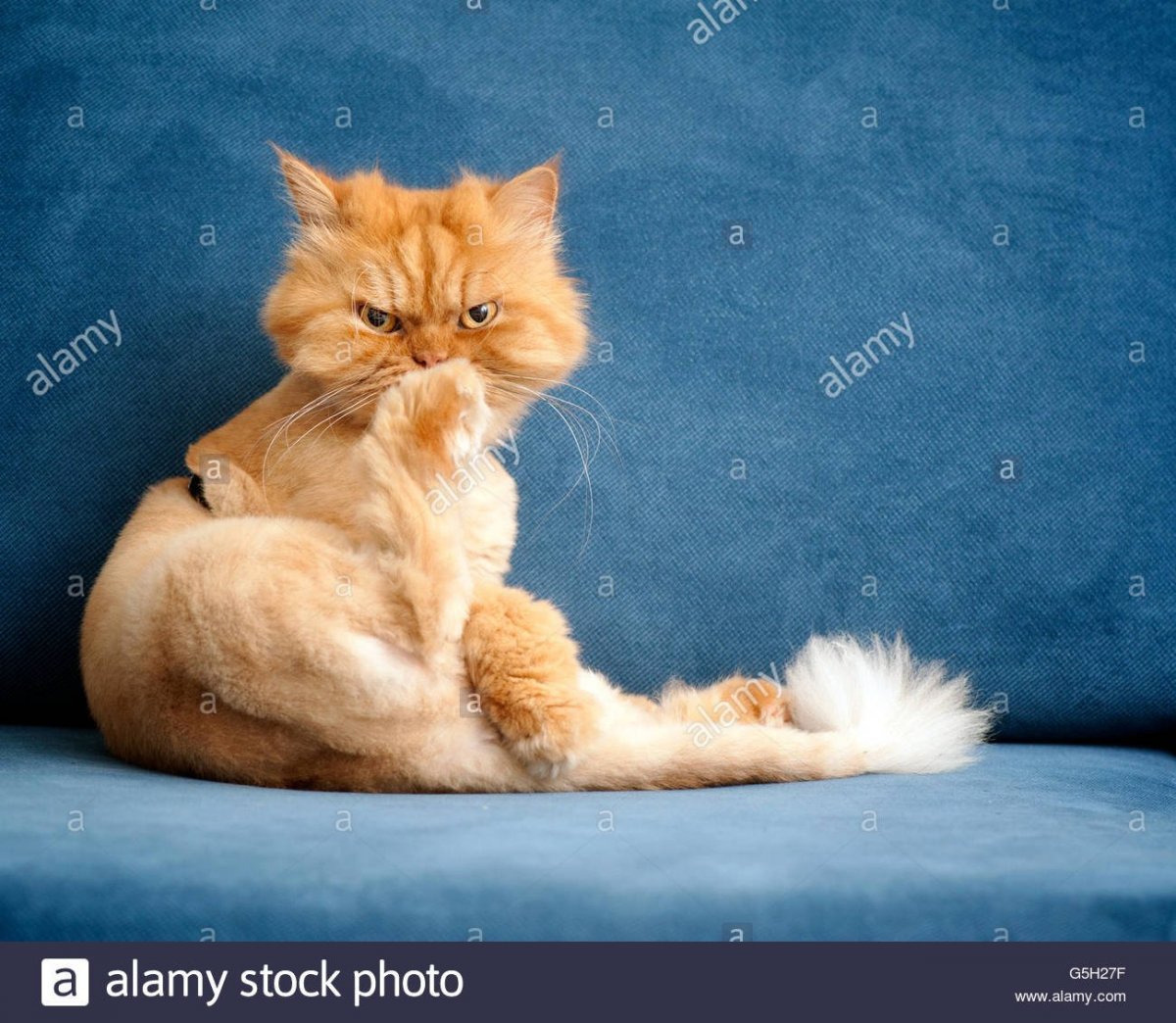 Рыжие персидские коты