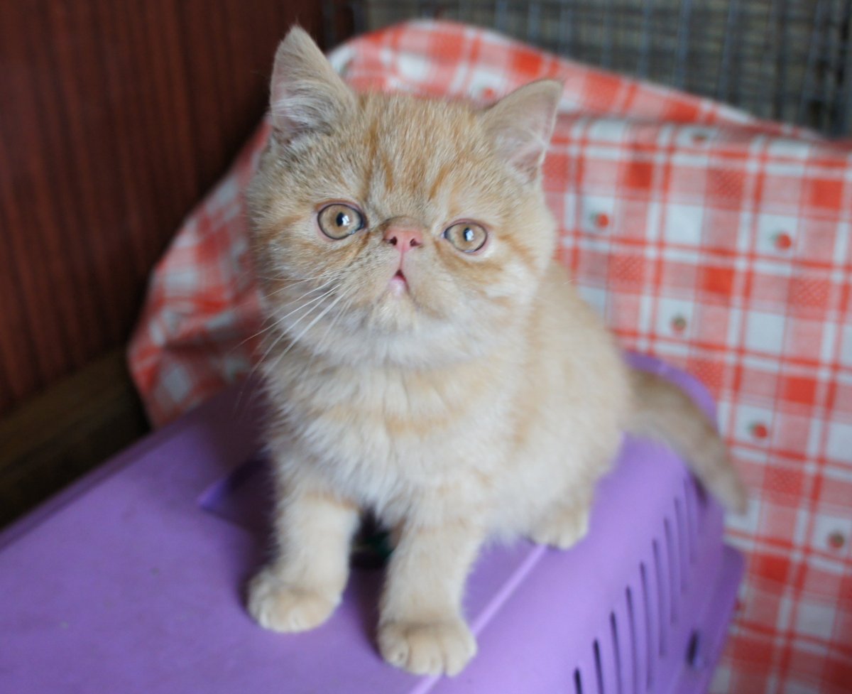 Перс экзот экстремал