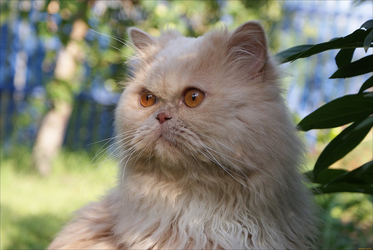 Кремовый перс