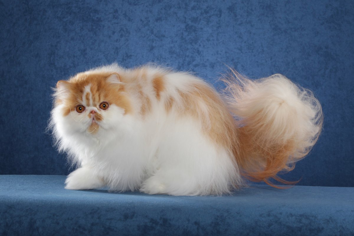 Пушистая кошка