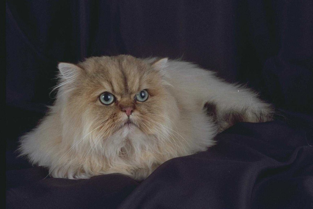 Персидская кошка Абрикосовая