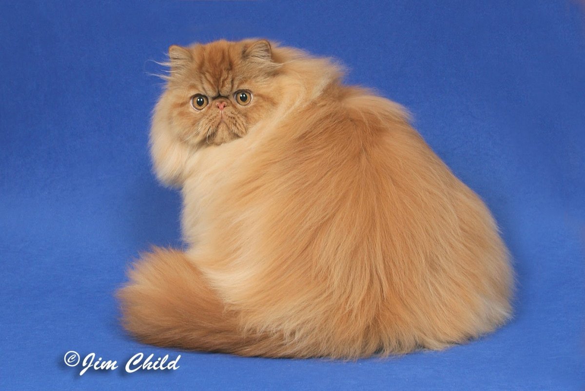 Перс экзот экстремал рыжий