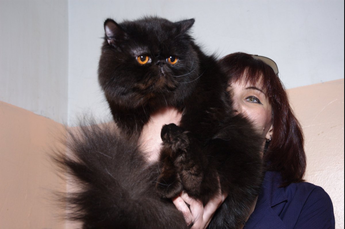 Персидская кошка экстремал черная