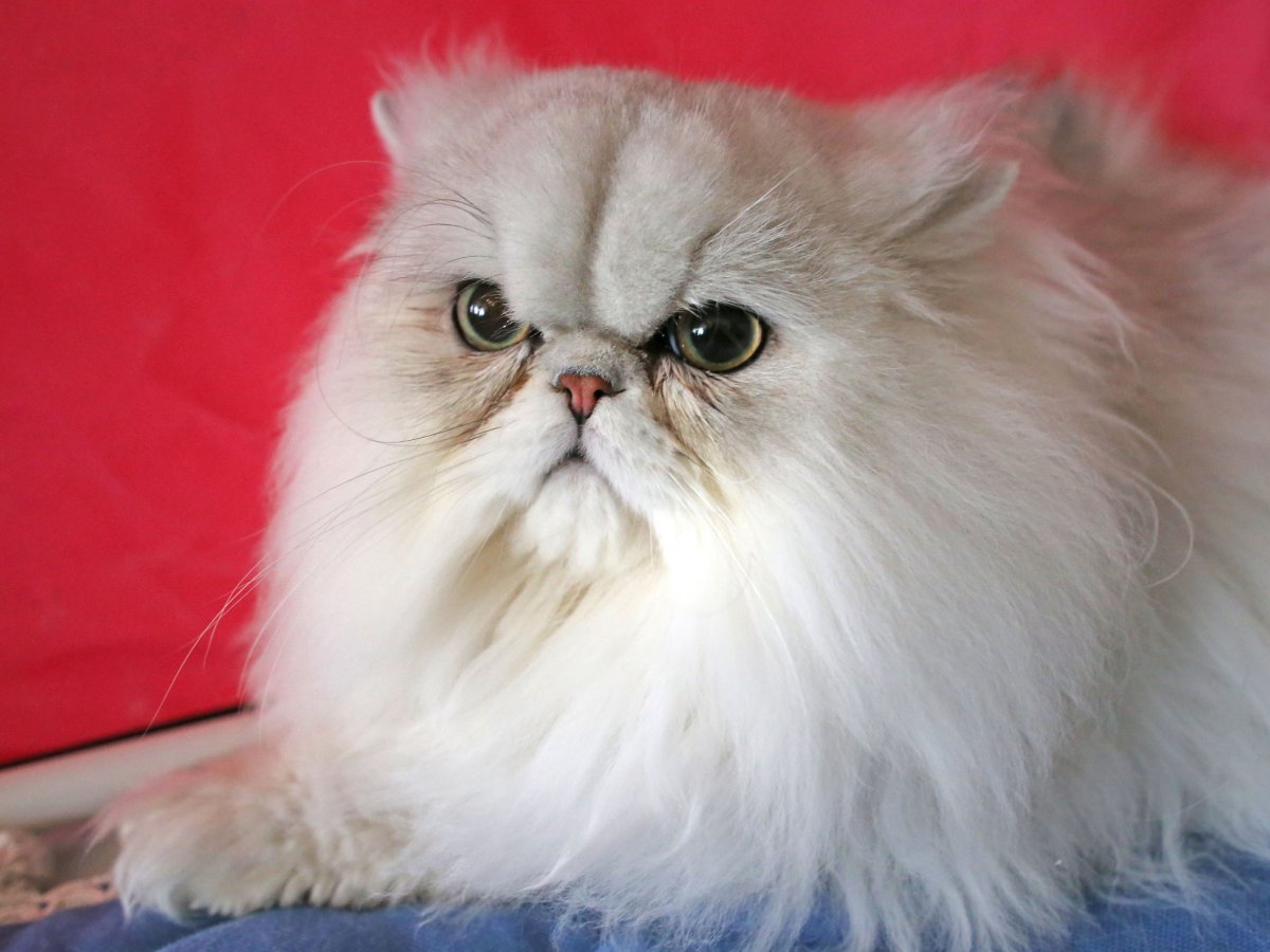 Розовая Персидская кошка