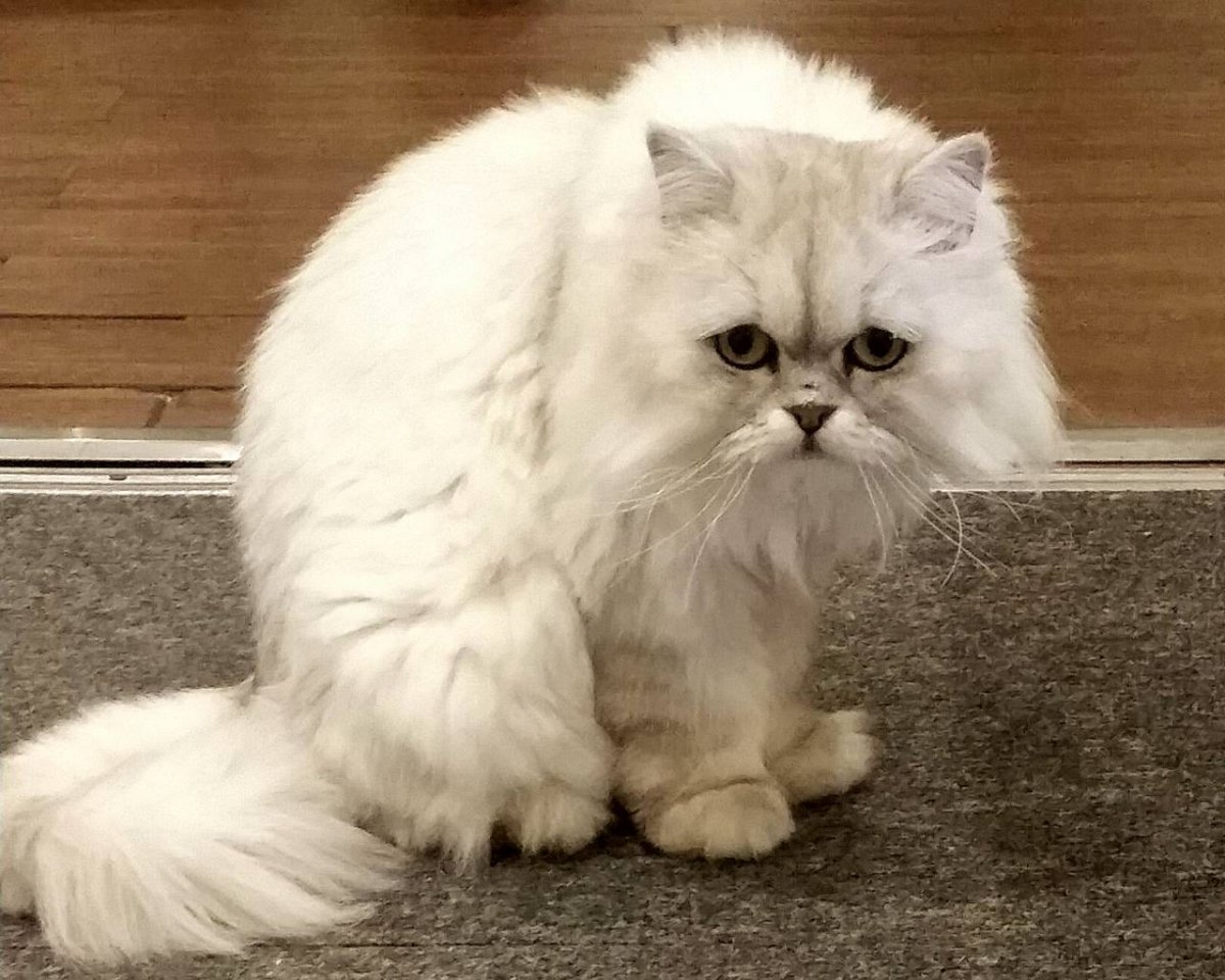 Персидская кошка