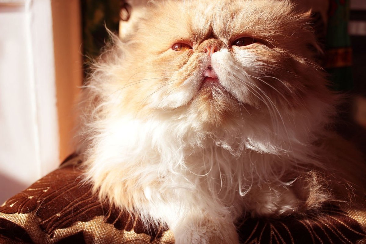 Персидская кошка экстремал