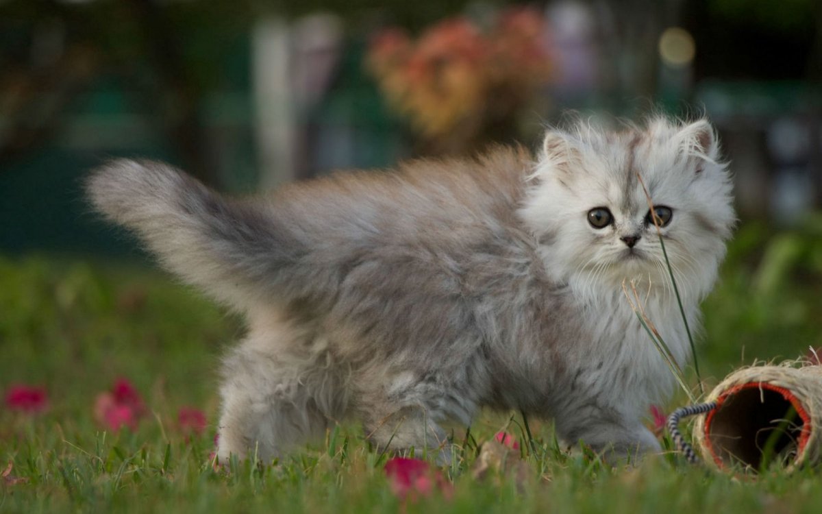 Красивые пушистые котята