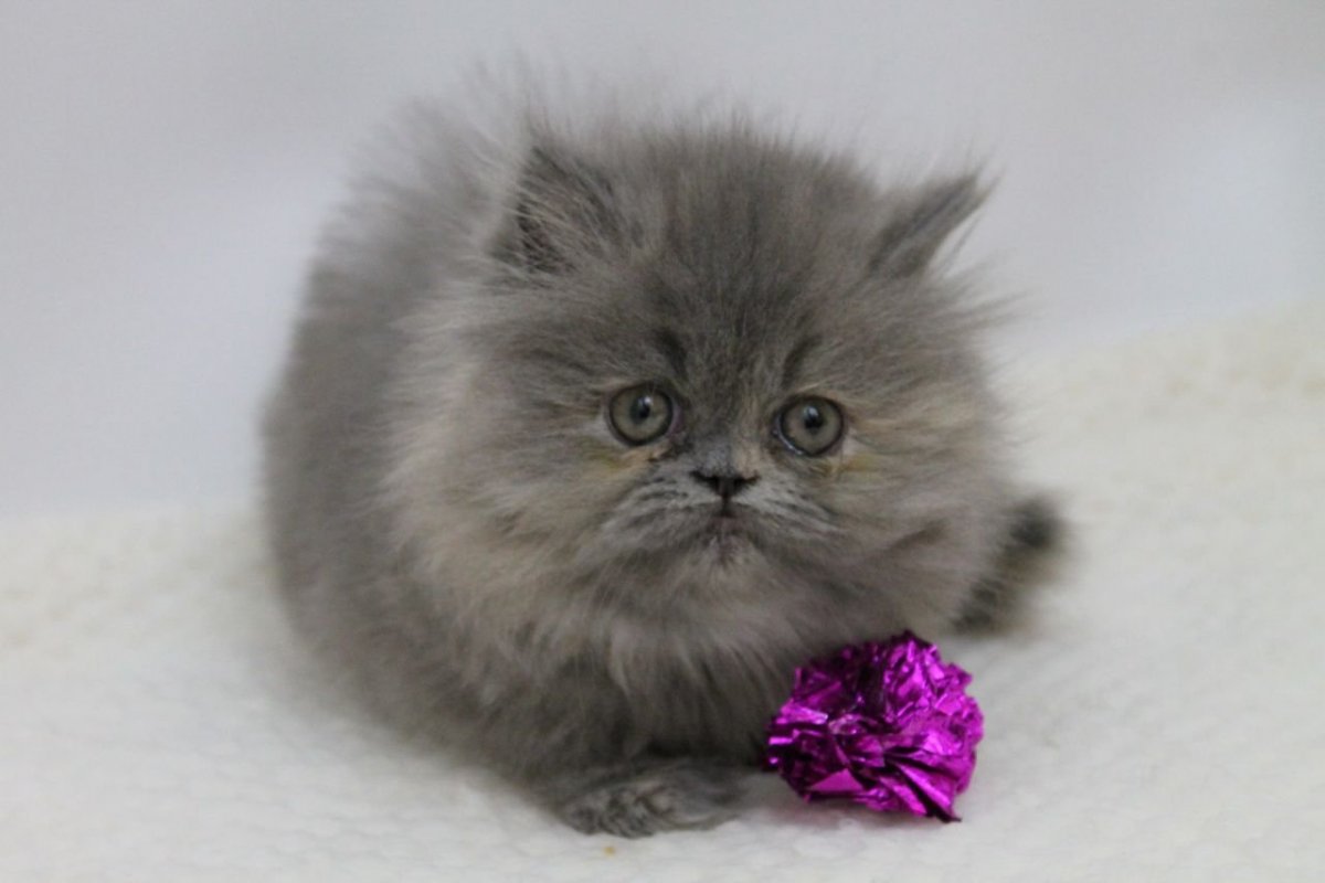 Два персидских котёнка