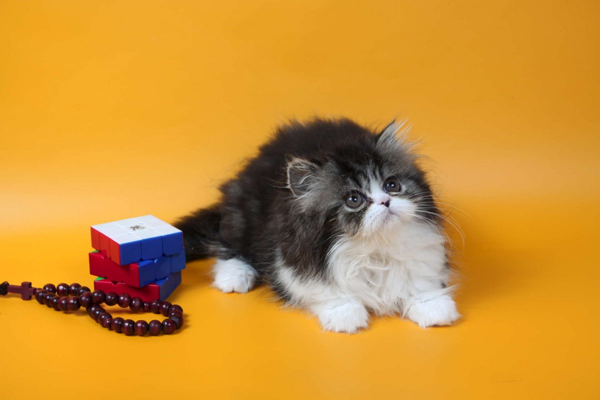 Персидские котята рекламировать