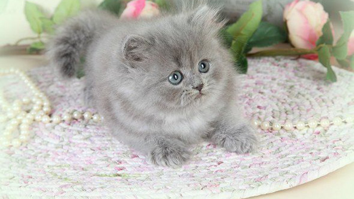 Серый котенок Пуговка