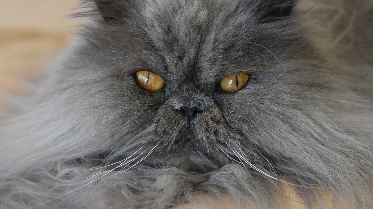 Персидская голубая кошка