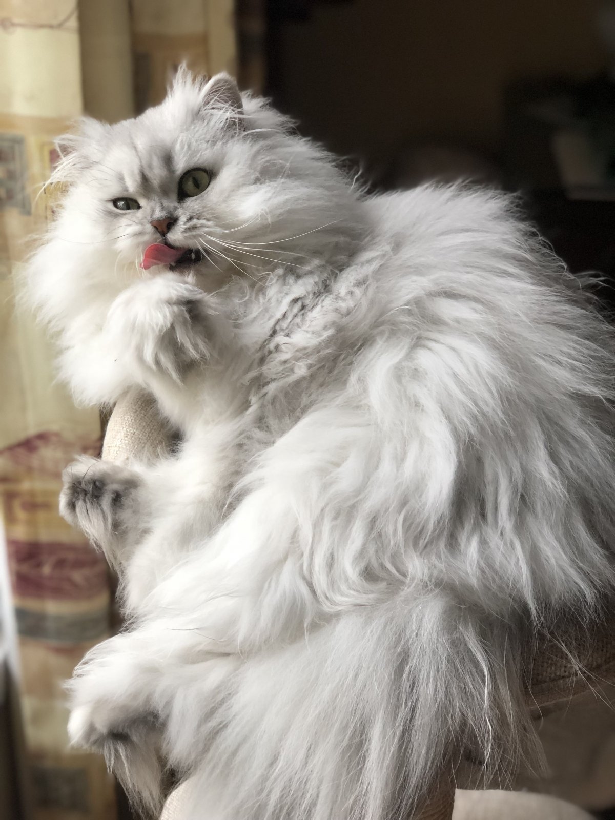 Персидская шиншилла серая