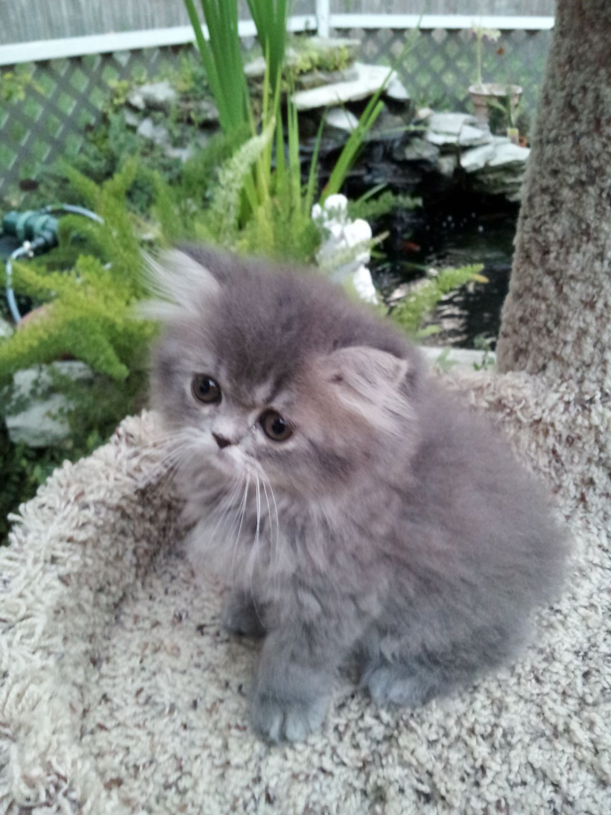 Персидский котенок серый