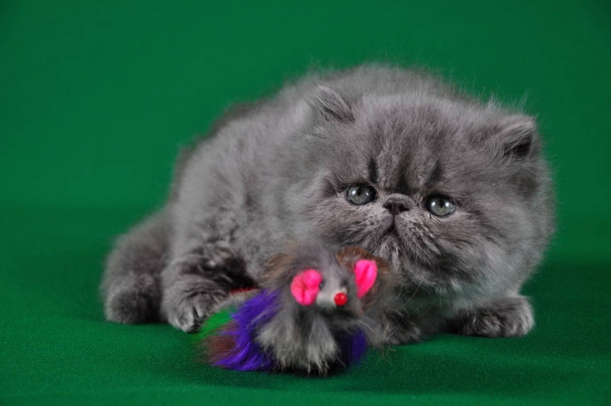 Персидская кошка котята