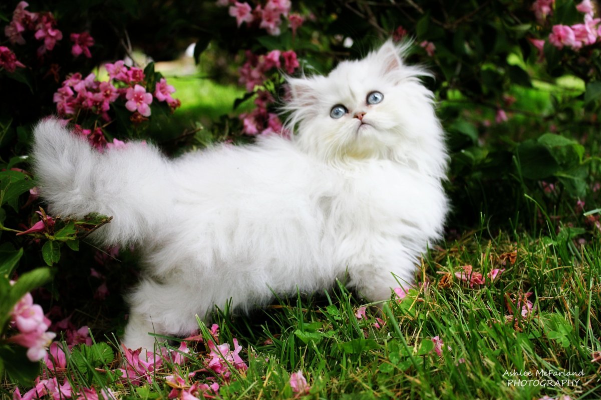 Персидская чайная кошка