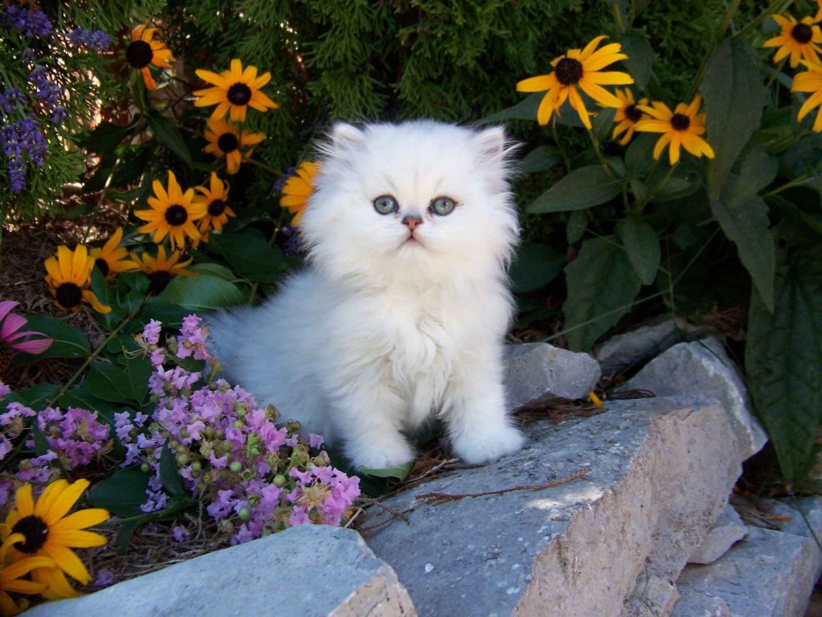 Персидская кошка и цветы