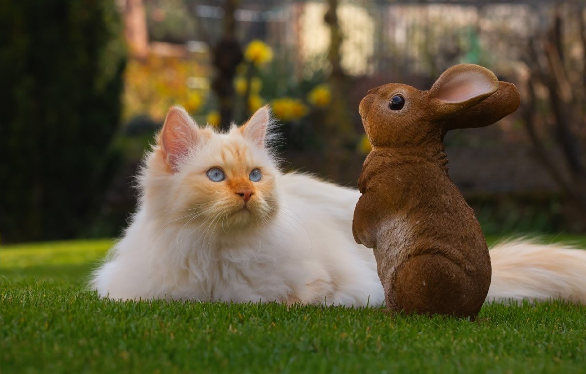 Кролик обои