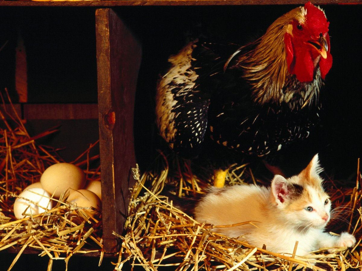 Курица с цыплятами