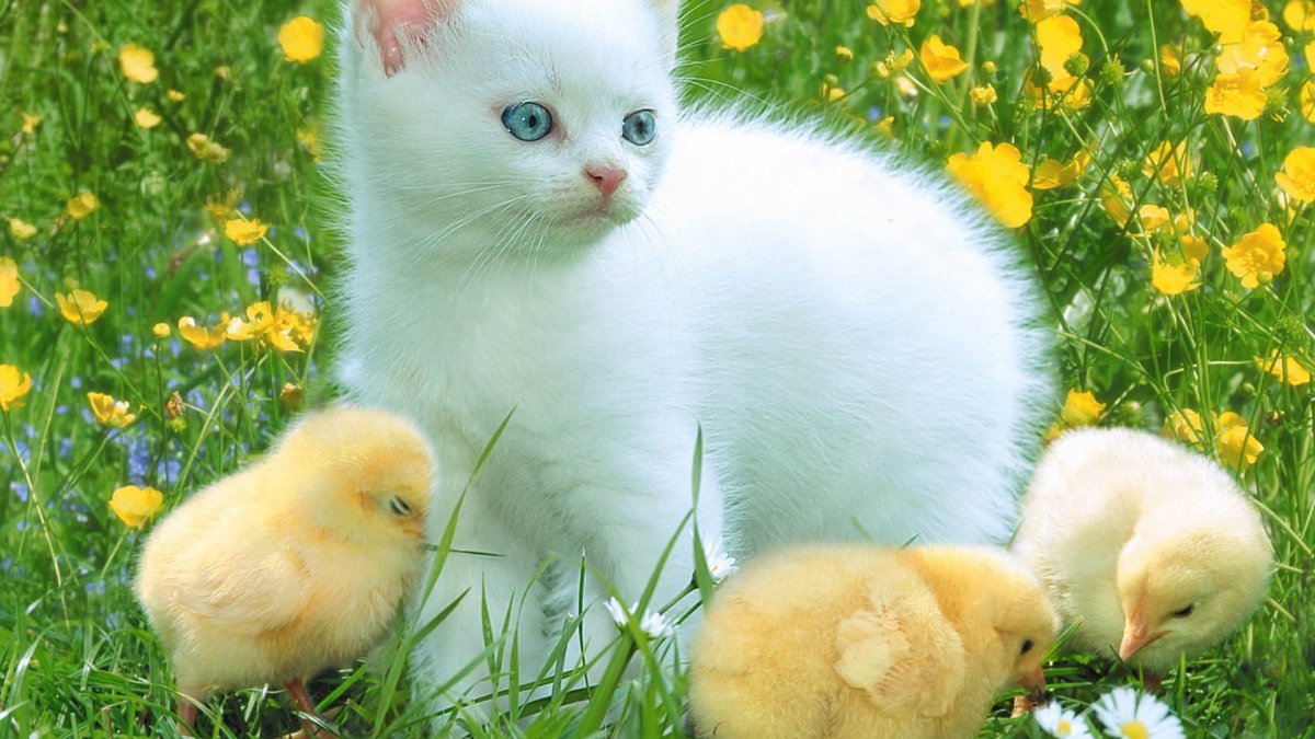 Кот и цыпленок