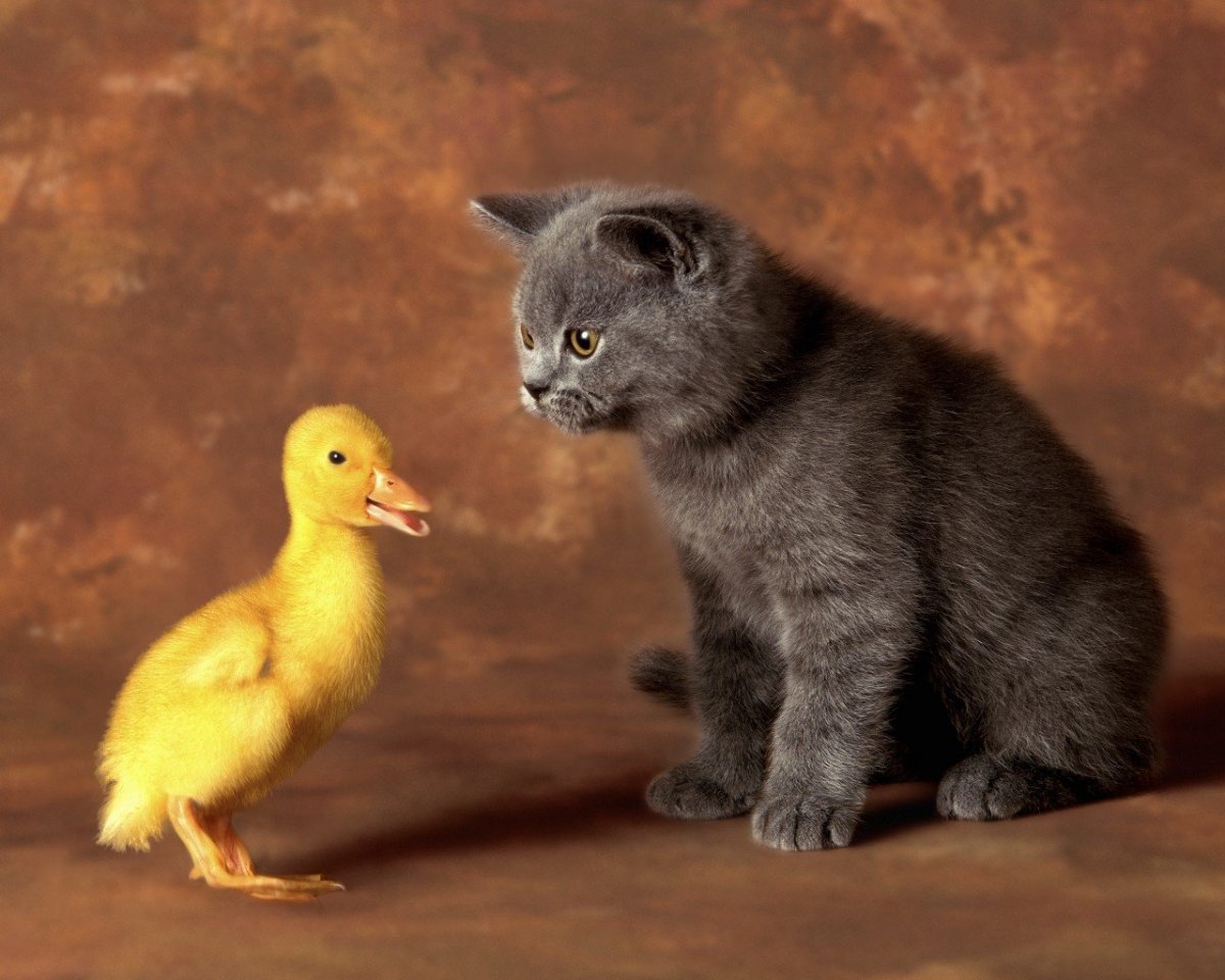 Котенок и утенок