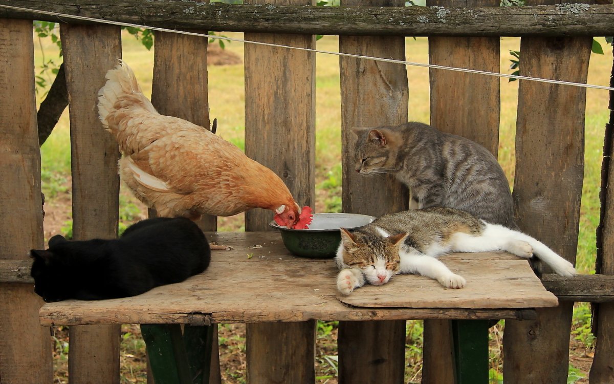 Кот на даче