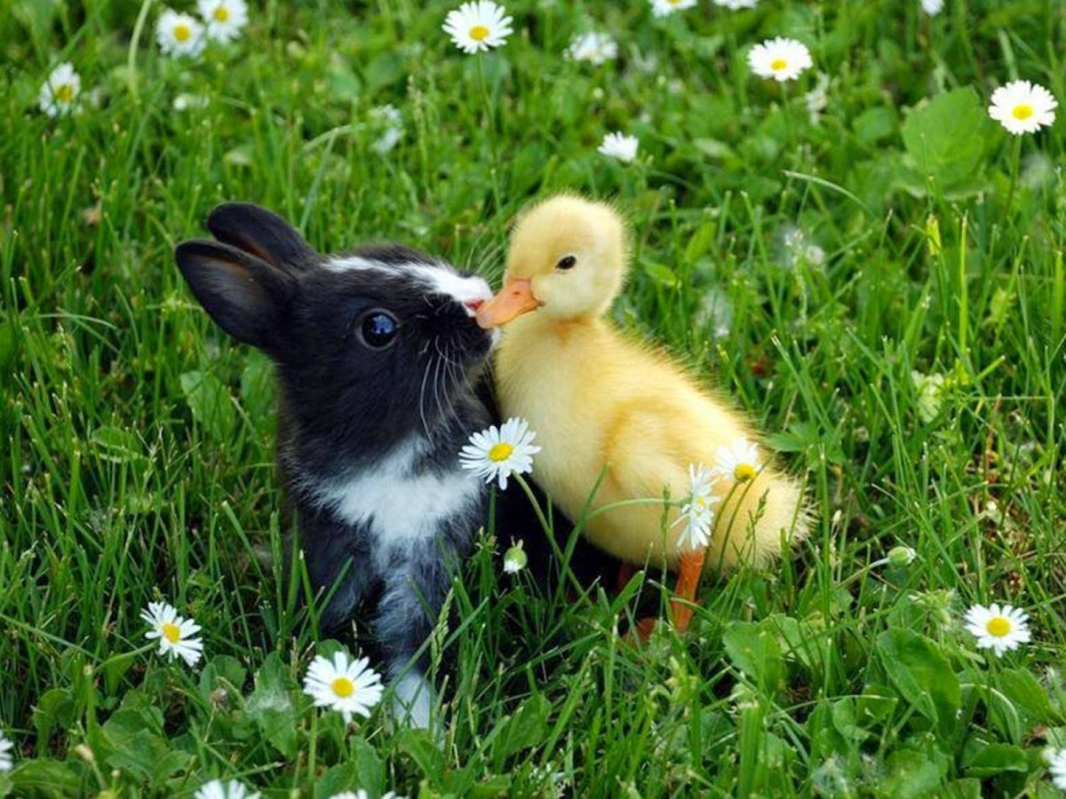 Забавные зверята