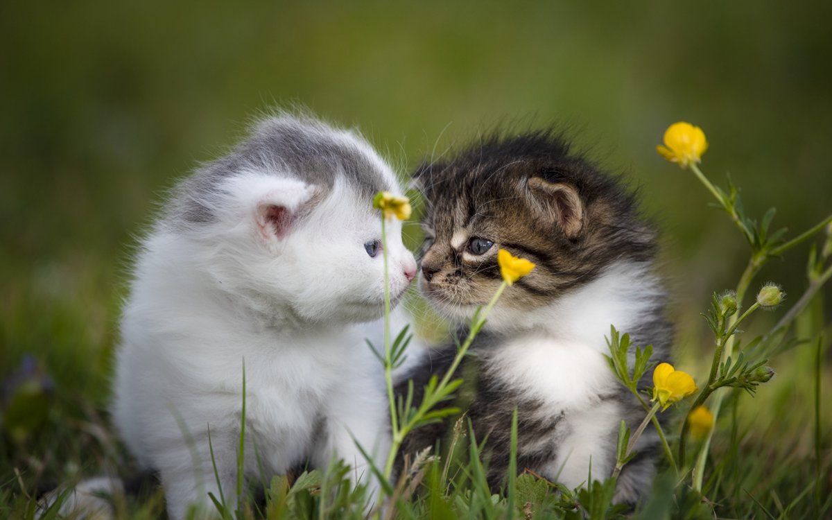 Милые котики