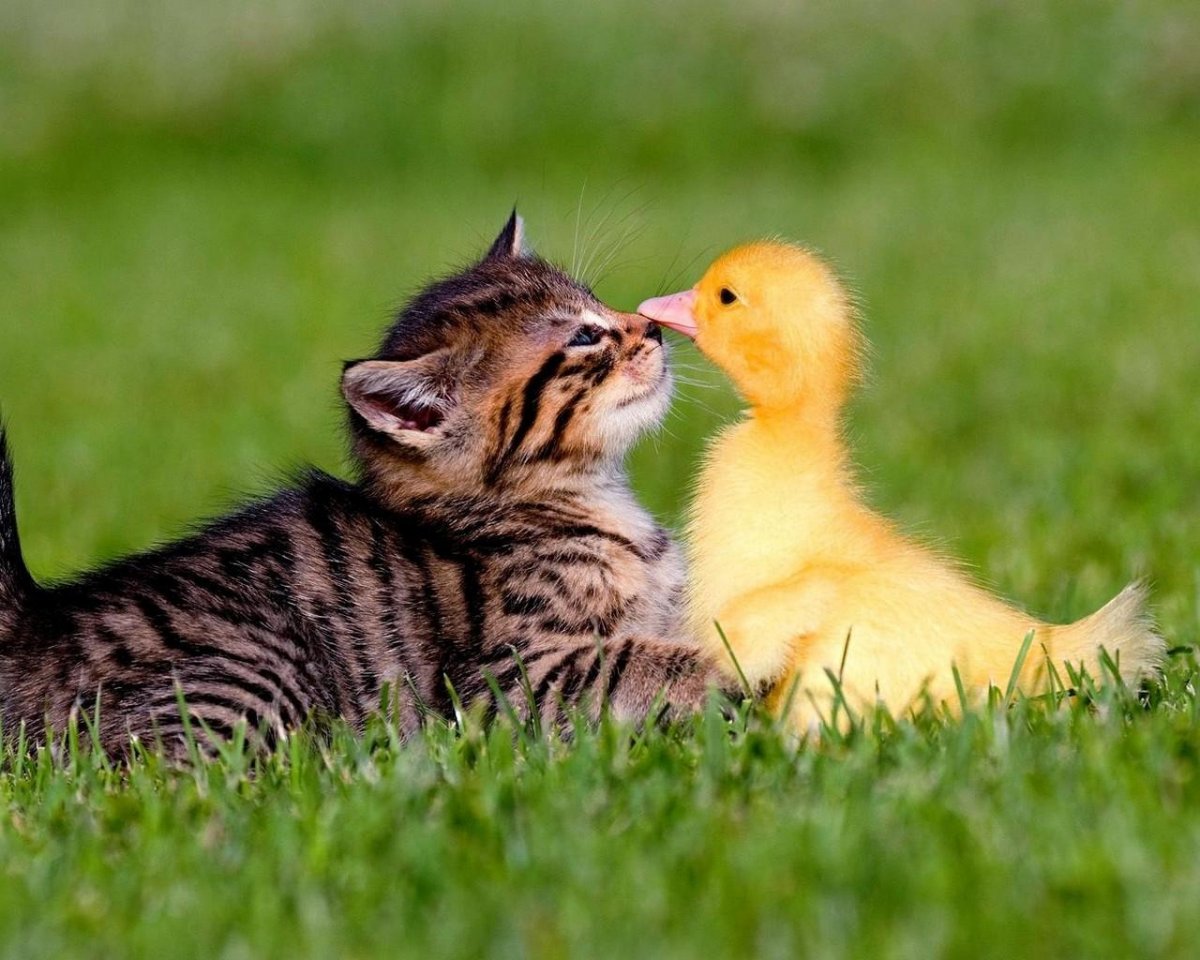 Котенок и птичка