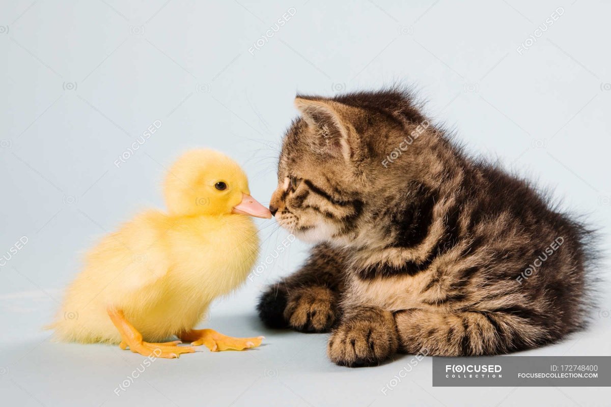 Котенок обнимает утенка