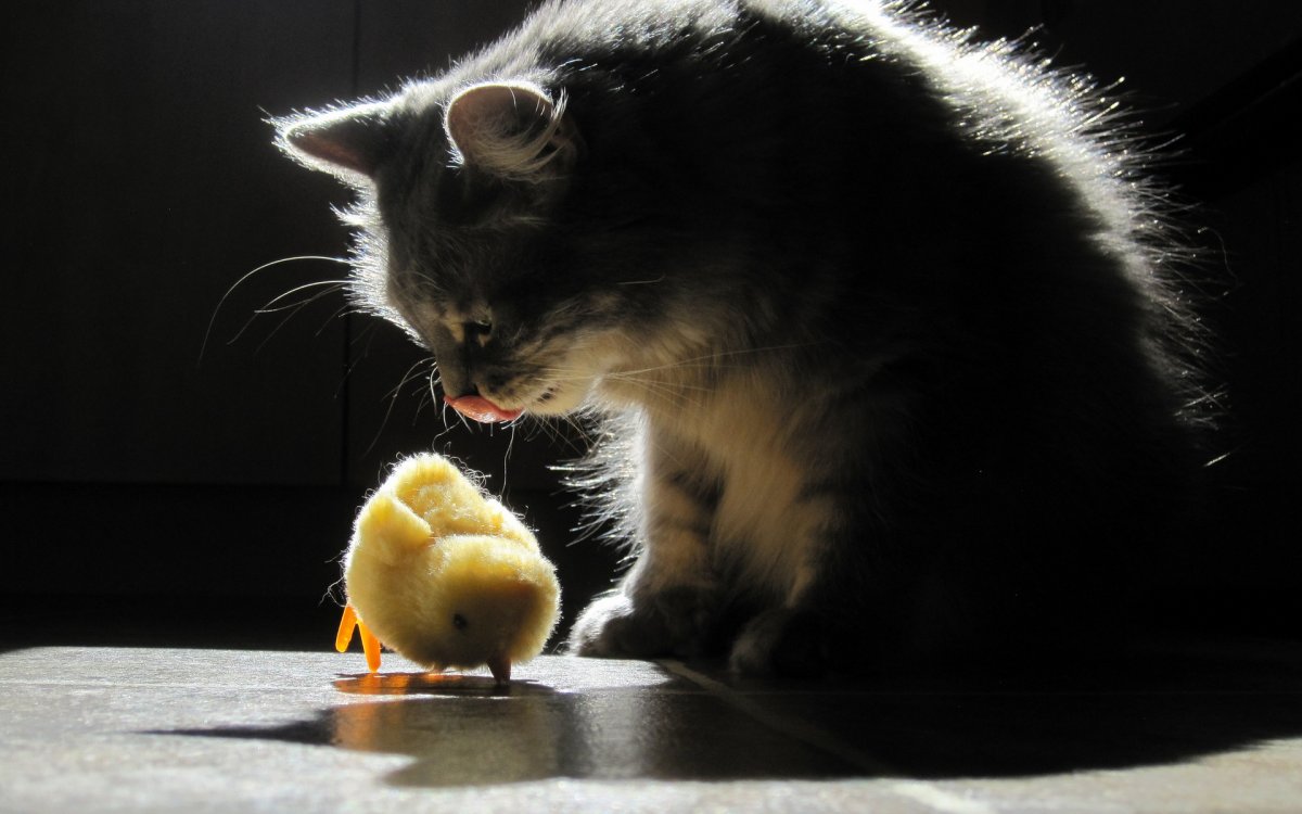 Черный кот и цыпленок