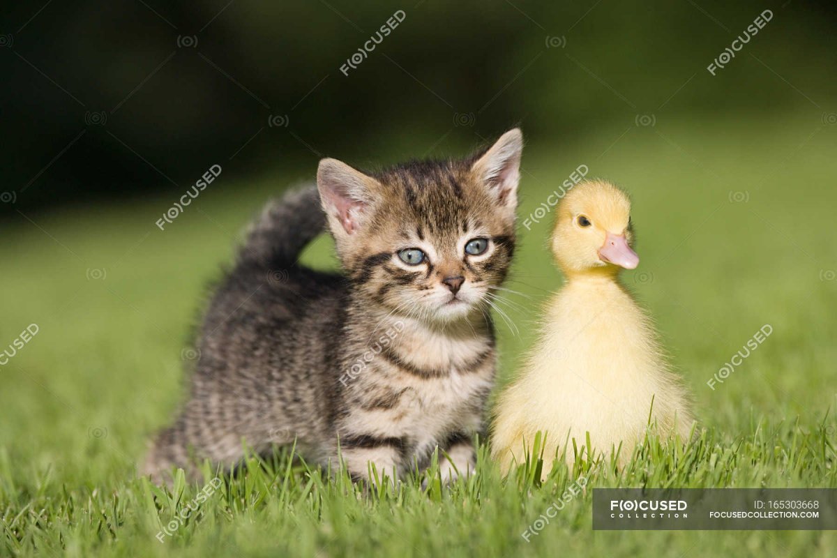Уточка и котенок