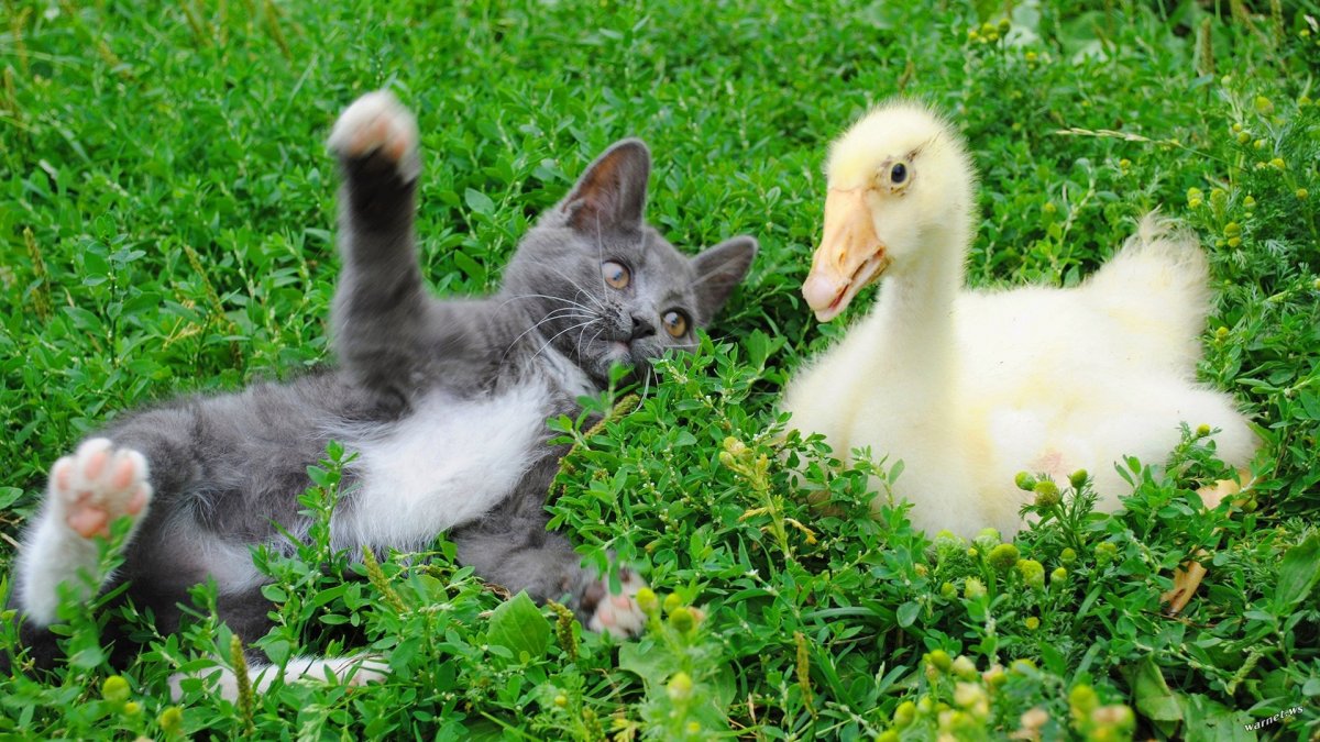 Котята и щенки и утята