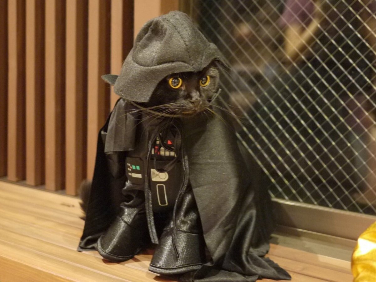 Котенок в каске