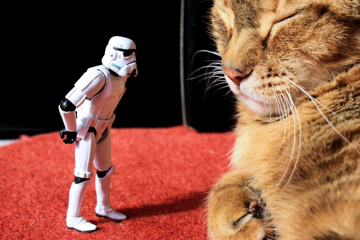 Собака ситх