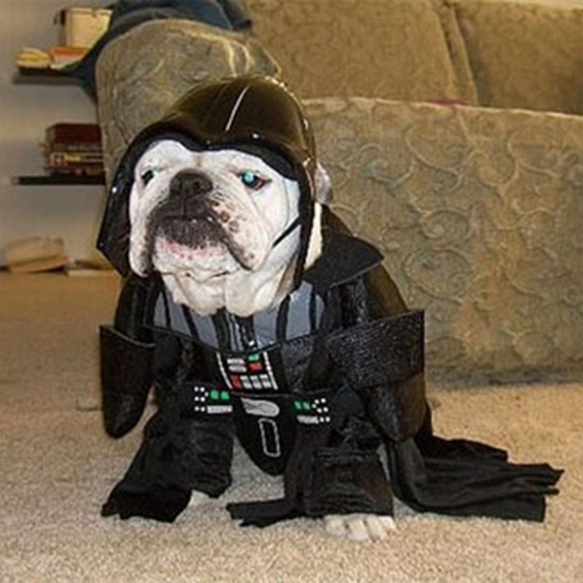 Кот ДАРТВЕЙ Дарт Вейдер