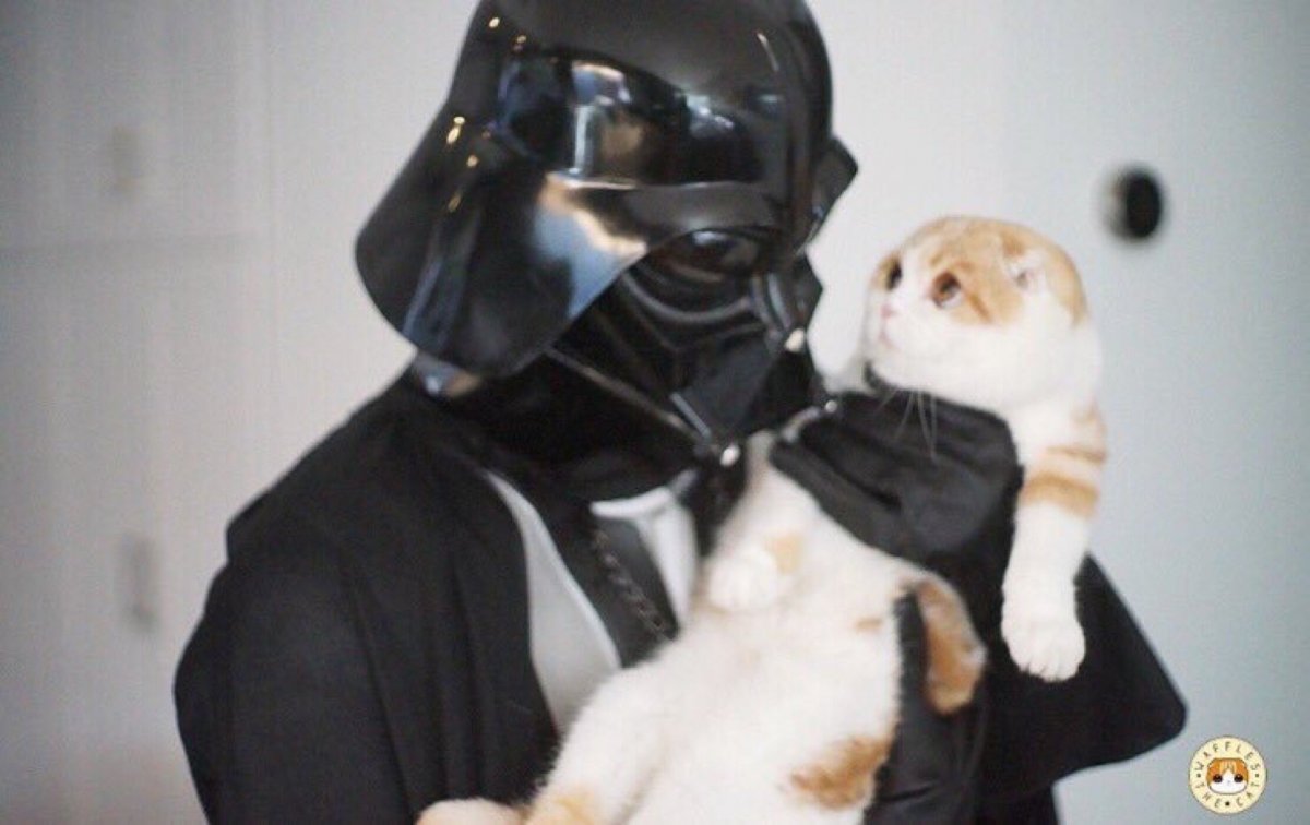 Кот Дарт Вейдер картинки