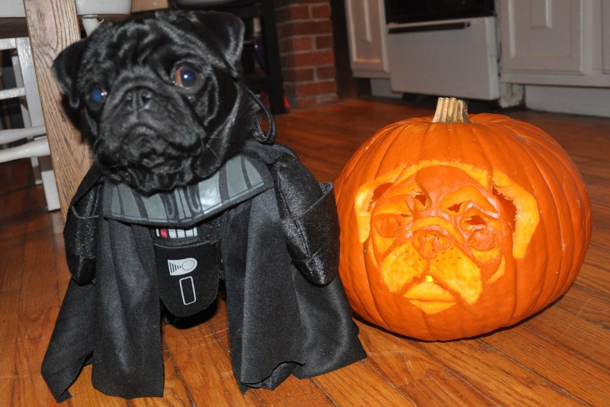 Костюм Дарта Вейдера для кота