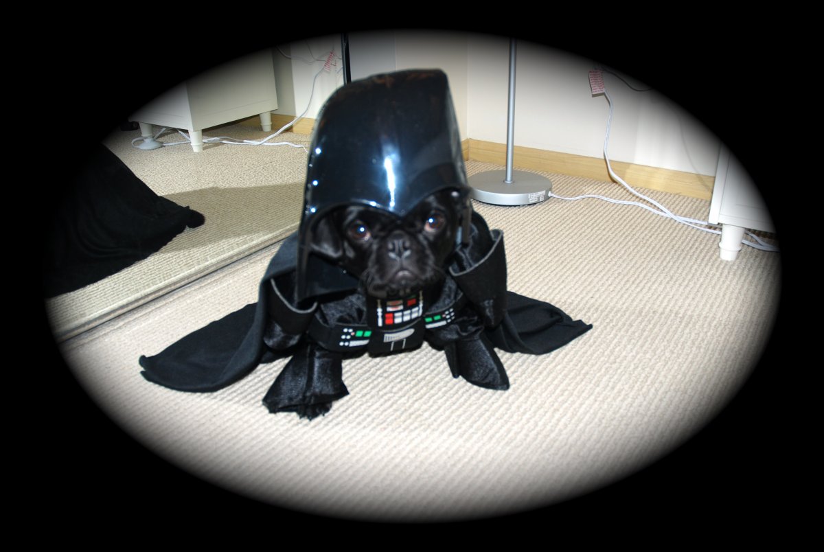 Мопс Дарт Вейдер