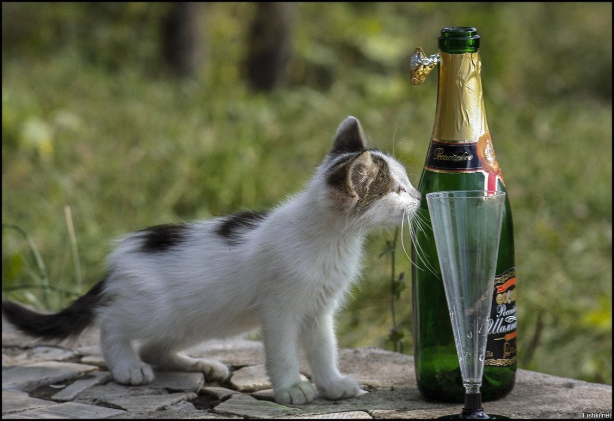 Кот с бокалом вина