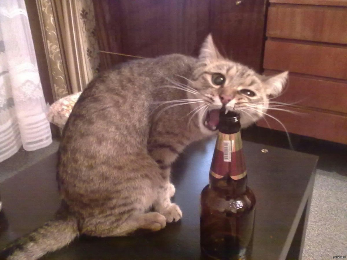 Пьющие коты