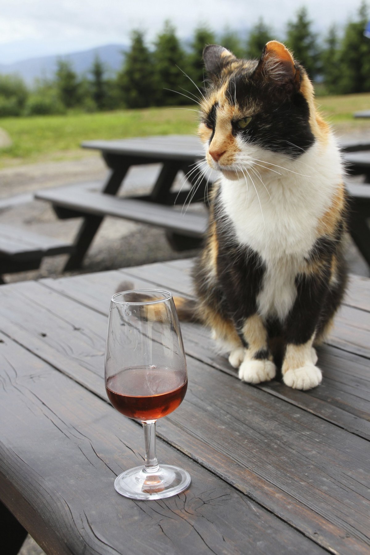 Пьянство с котом