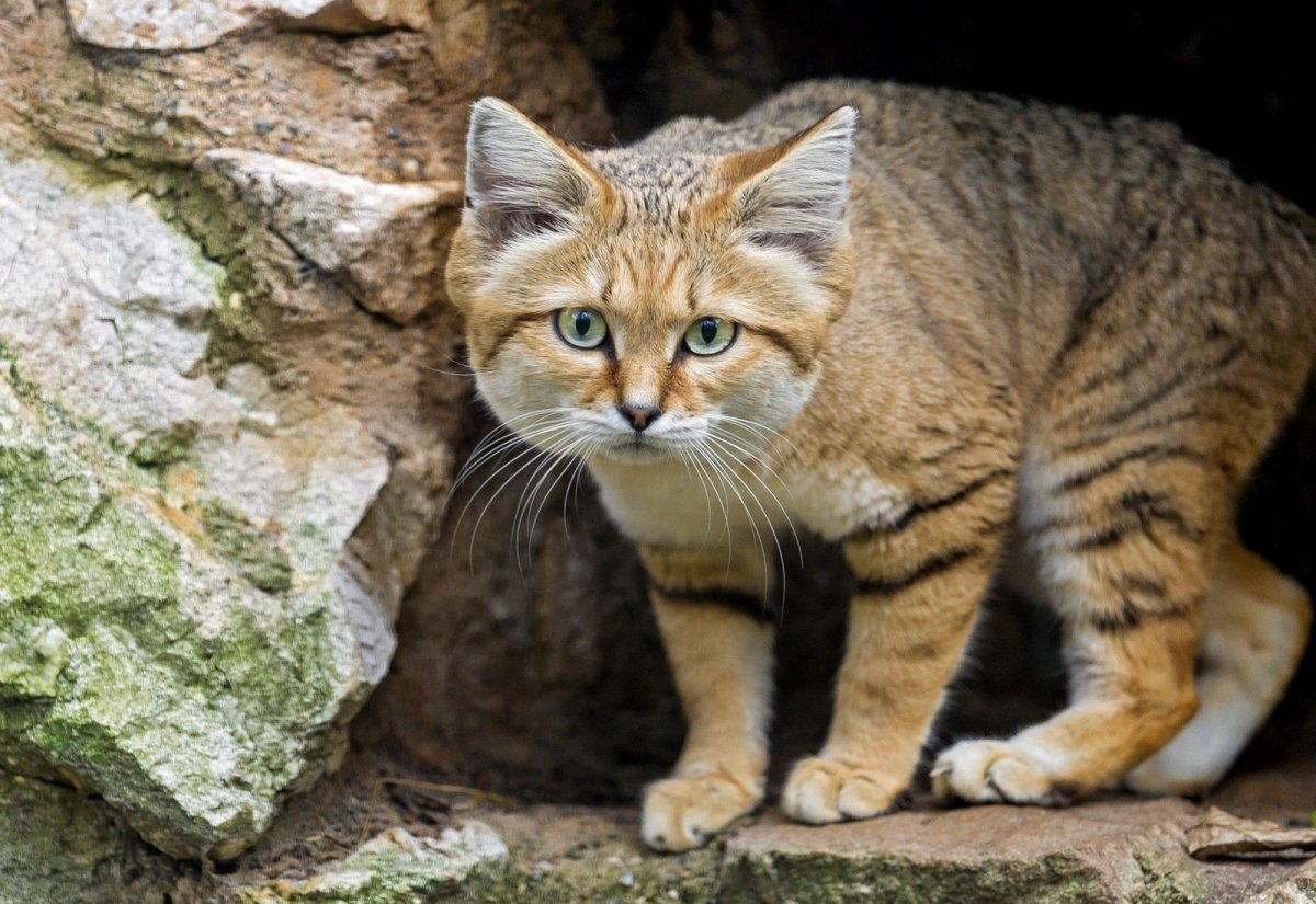 Барханный кот