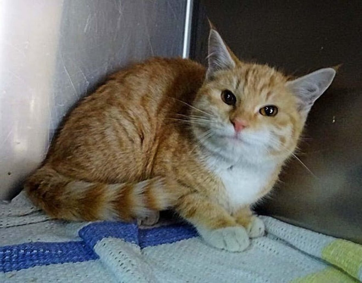 Кошки Афганистана