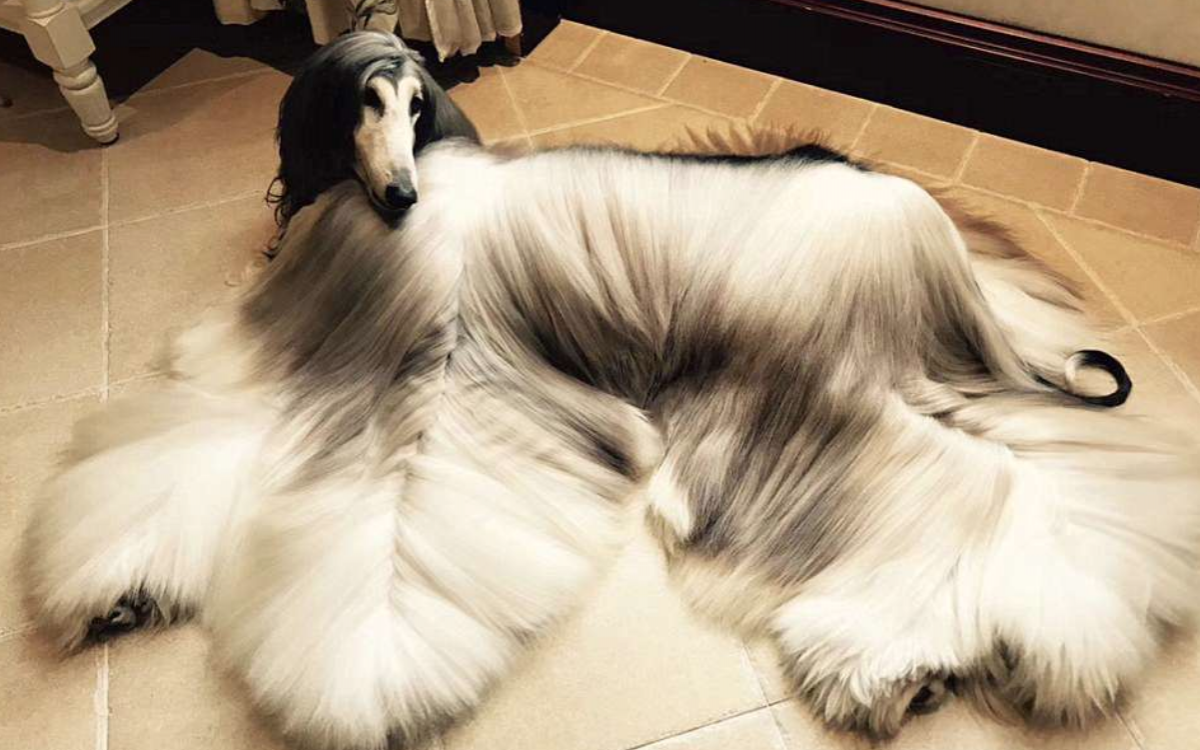 Афганский хаунд