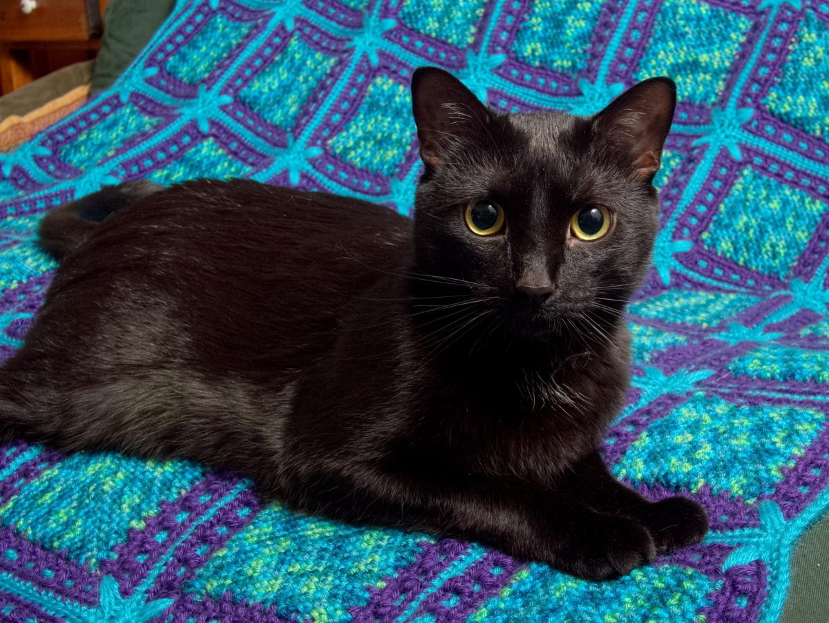 Кошка и Афган