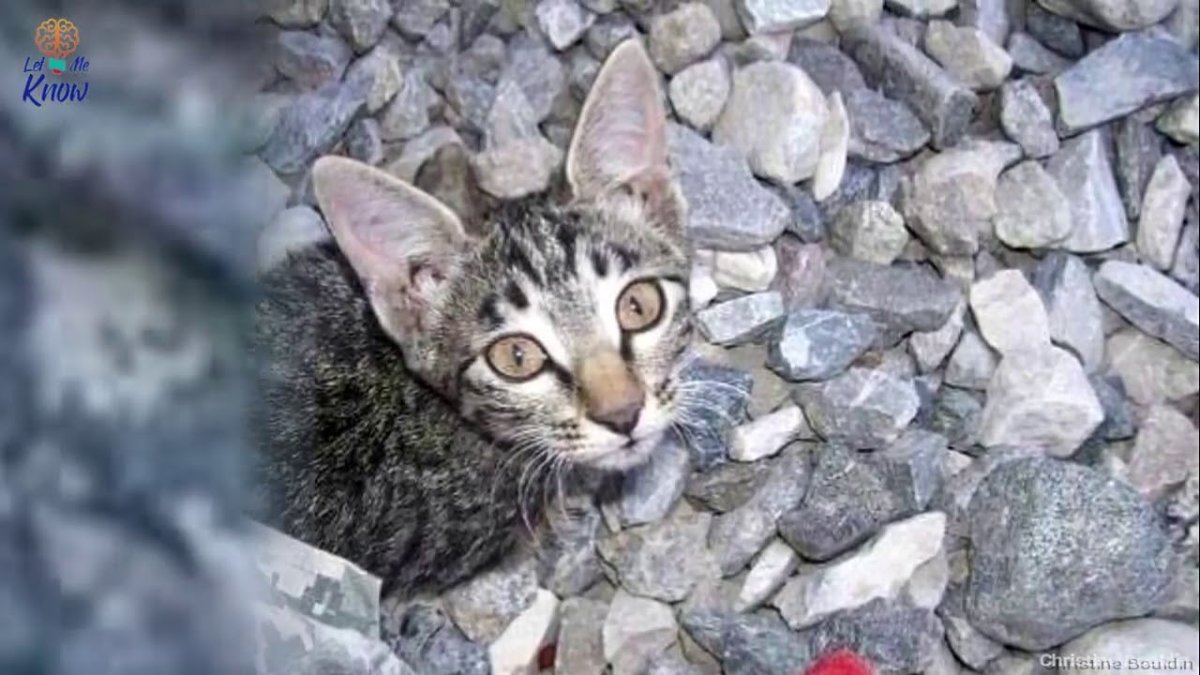 Кошки Афганистана